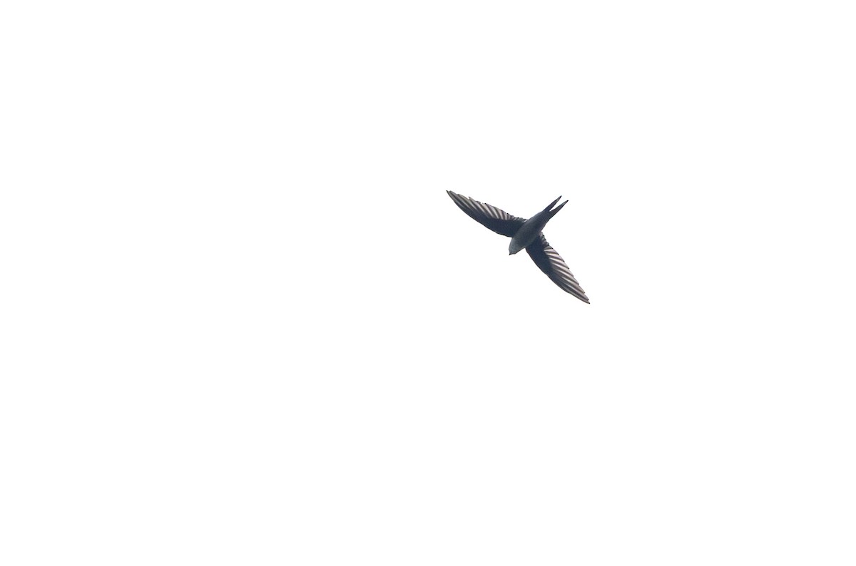 Asian Palm Swift - ML643127128
