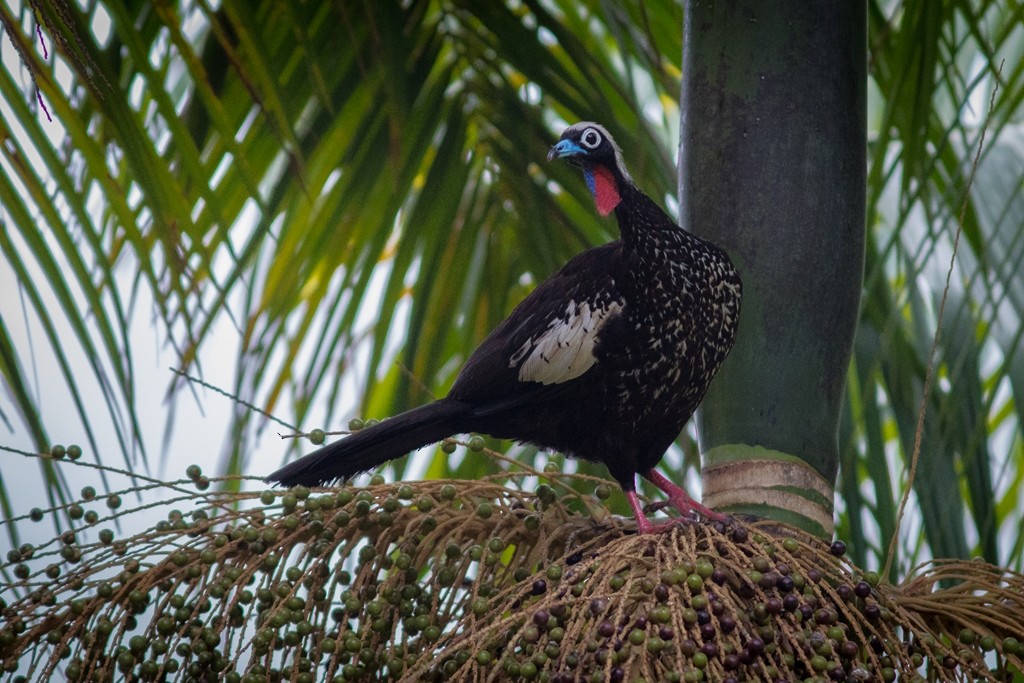 Black-fronted Piping-Guan - ML643127143