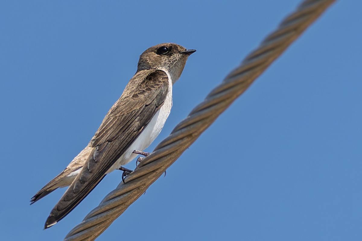 Gray-throated Martin - ML643127153