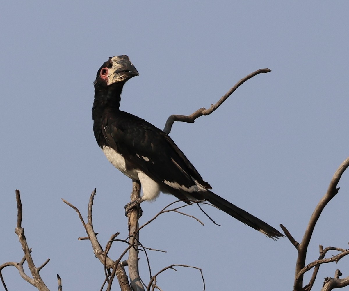 Trumpeter Hornbill - ML643127154