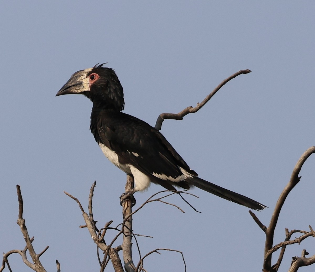 Trumpeter Hornbill - ML643127155