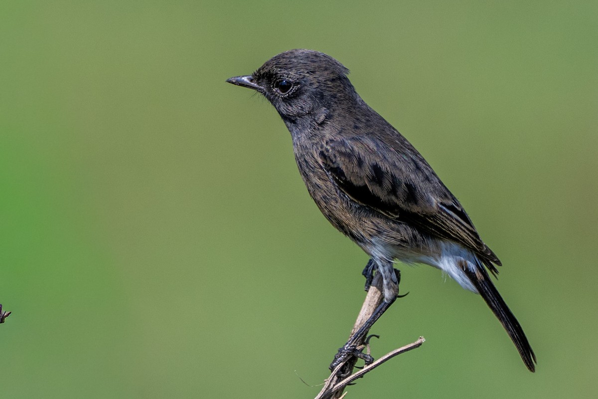 Pied Bushchat - ML643127169