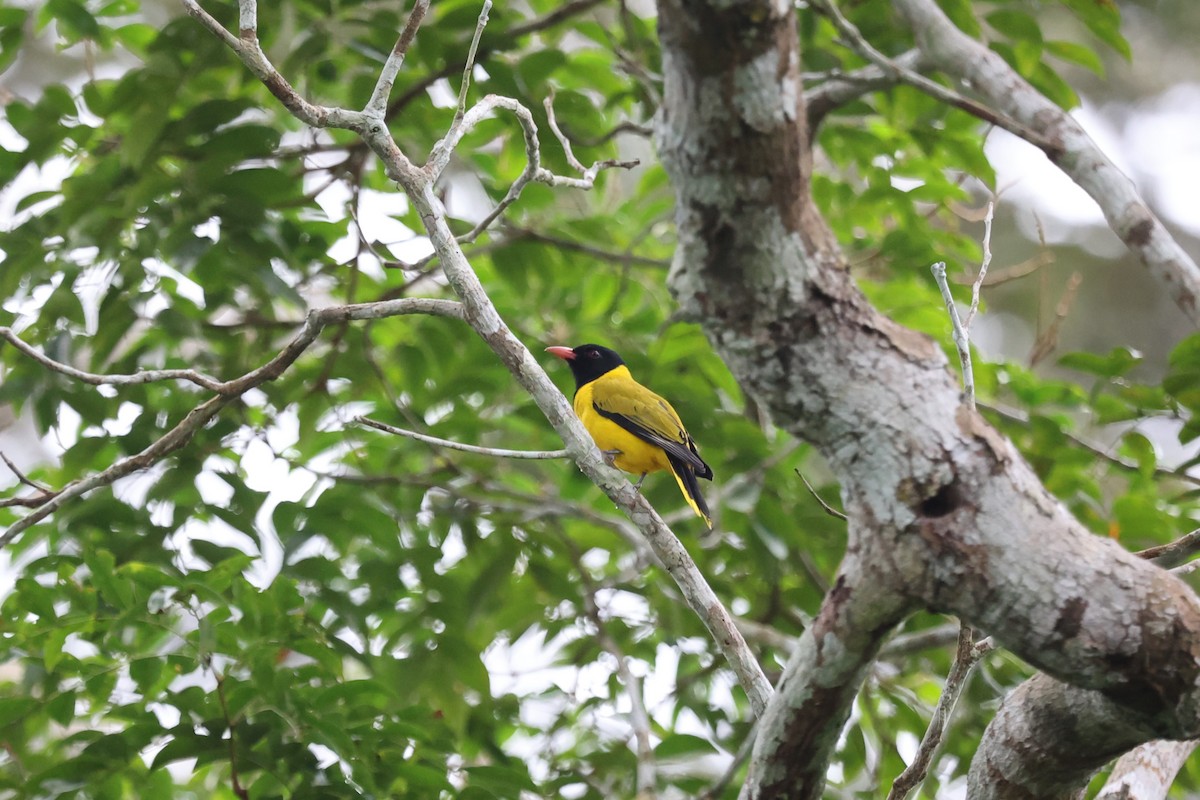 Black-winged Oriole - ML643127184