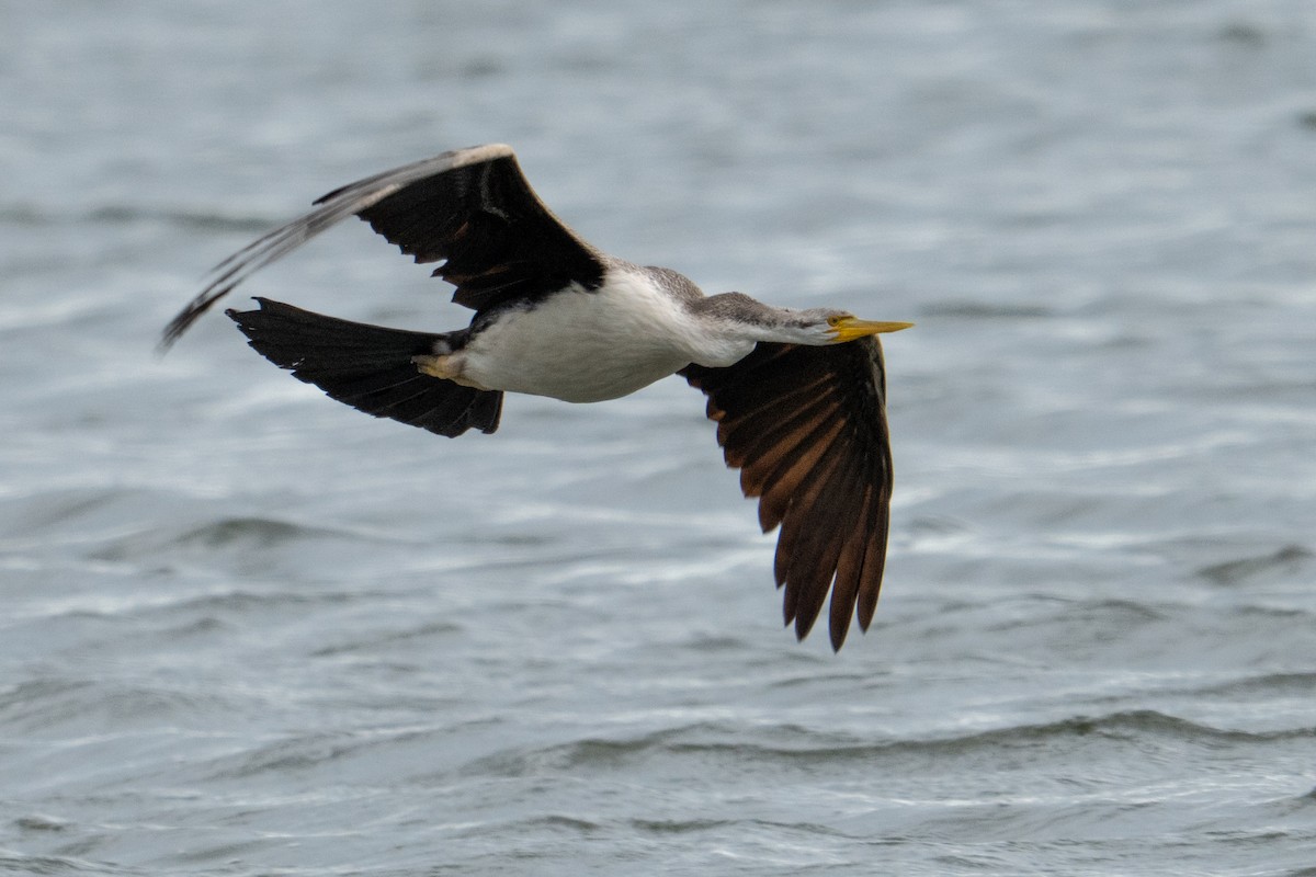 Australasian Darter - ML643127208