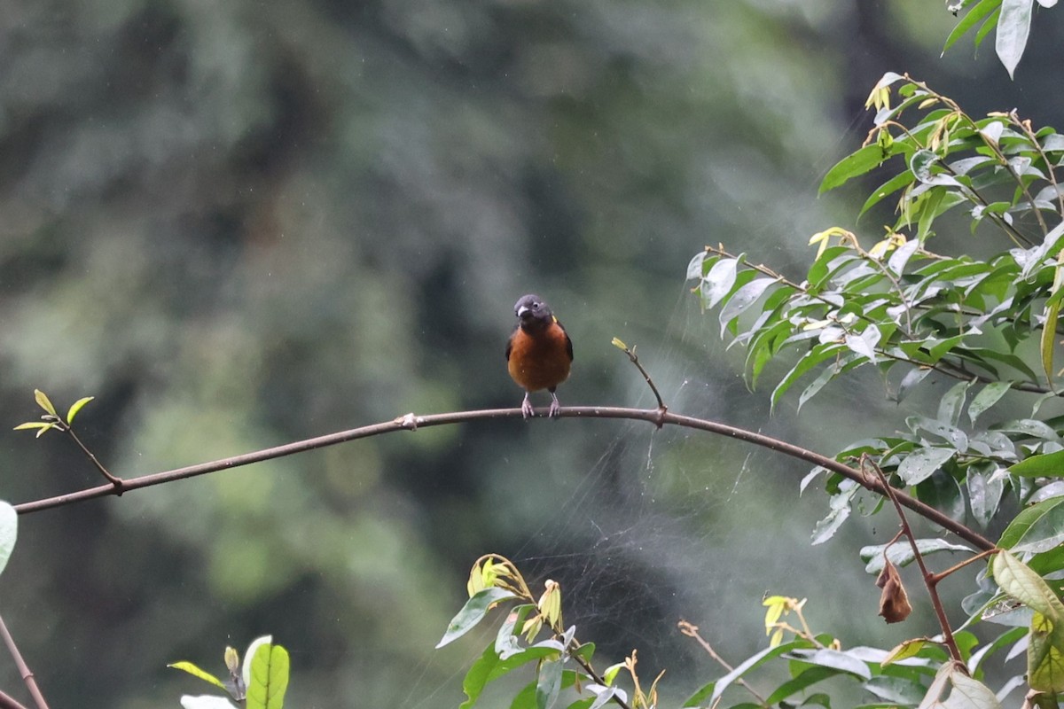 Yellow-mantled Weaver - ML643127216