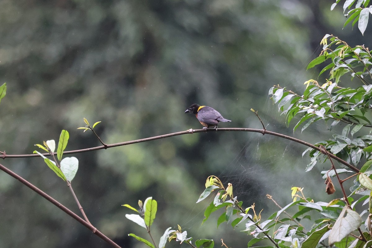 Yellow-mantled Weaver - ML643127217