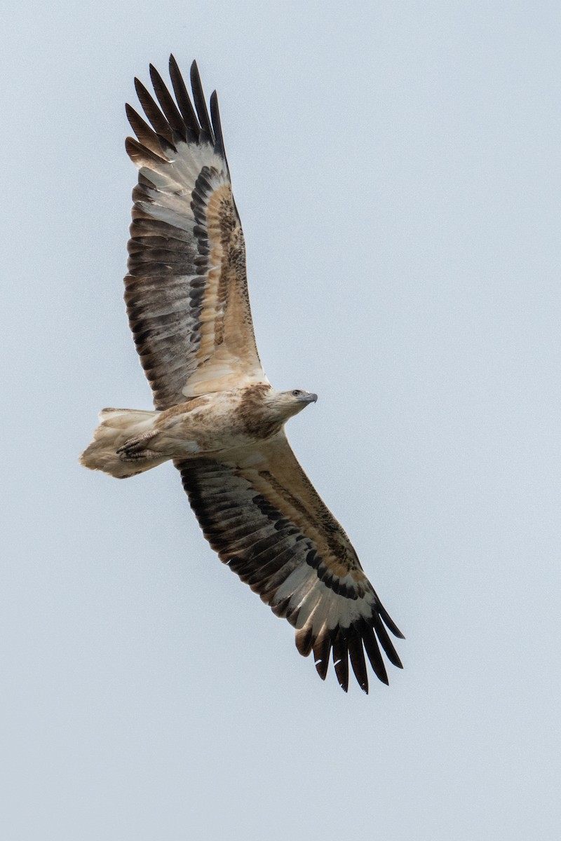White-bellied Sea-Eagle - ML643127219