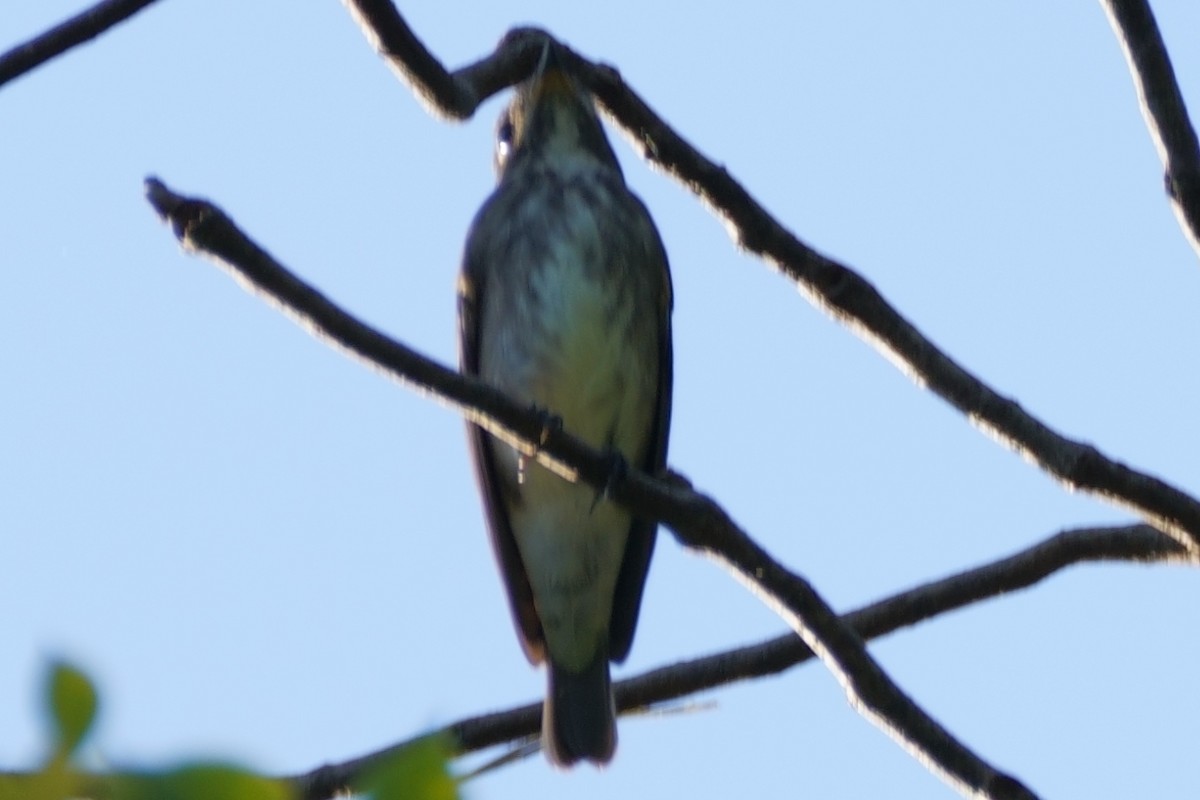 Dark-sided Flycatcher - ML643127244