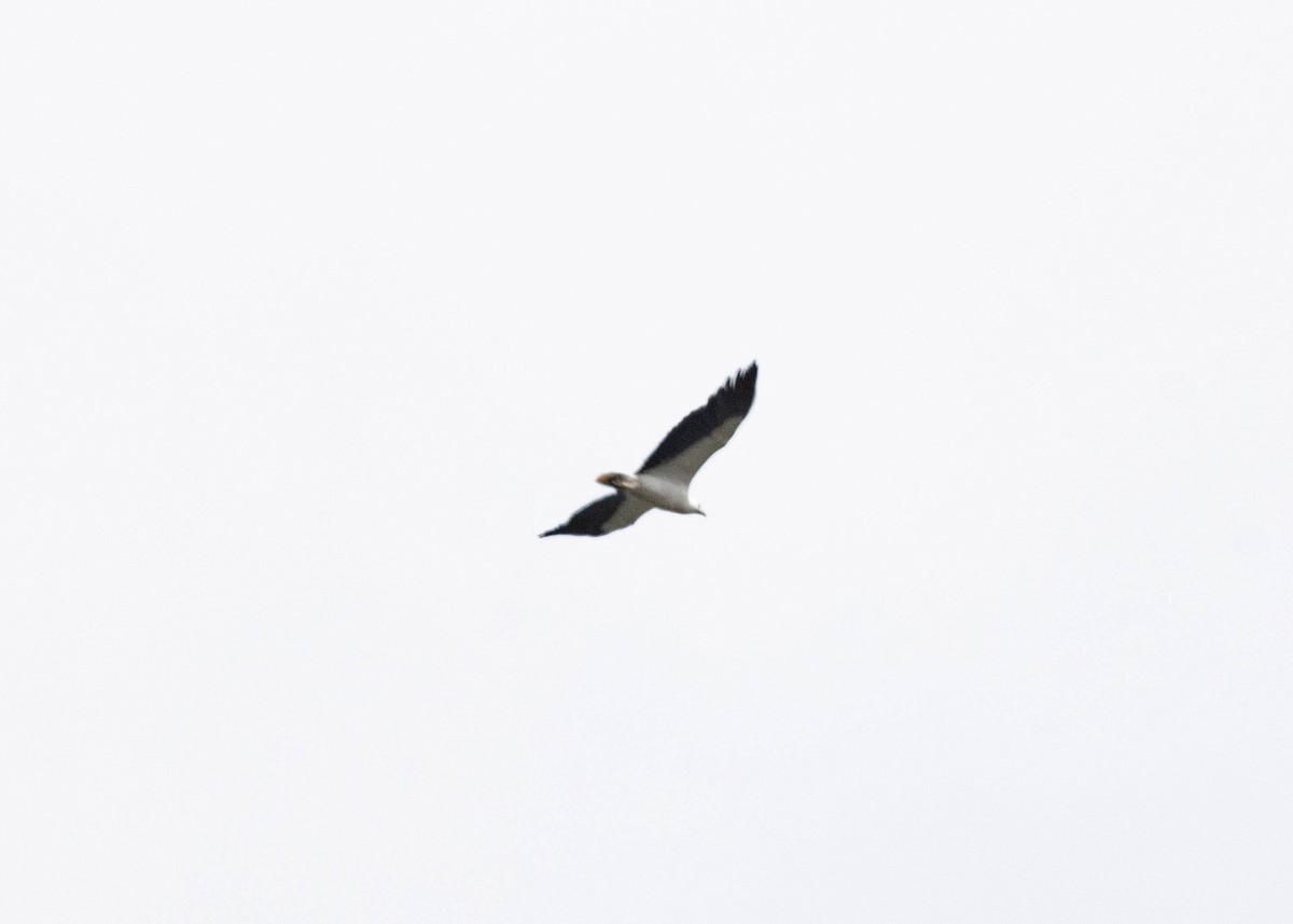 White-bellied Sea-Eagle - ML643127246