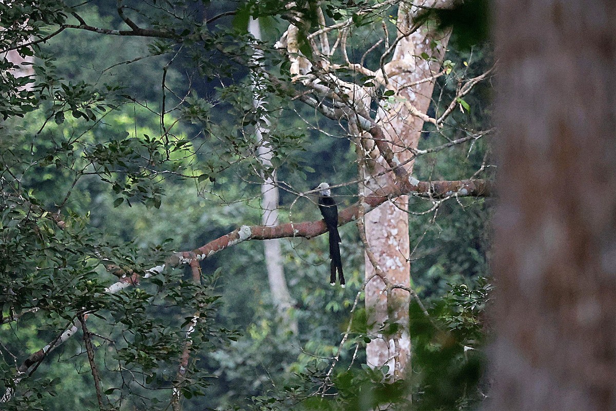 Western Long-tailed Hornbill - ML643127248