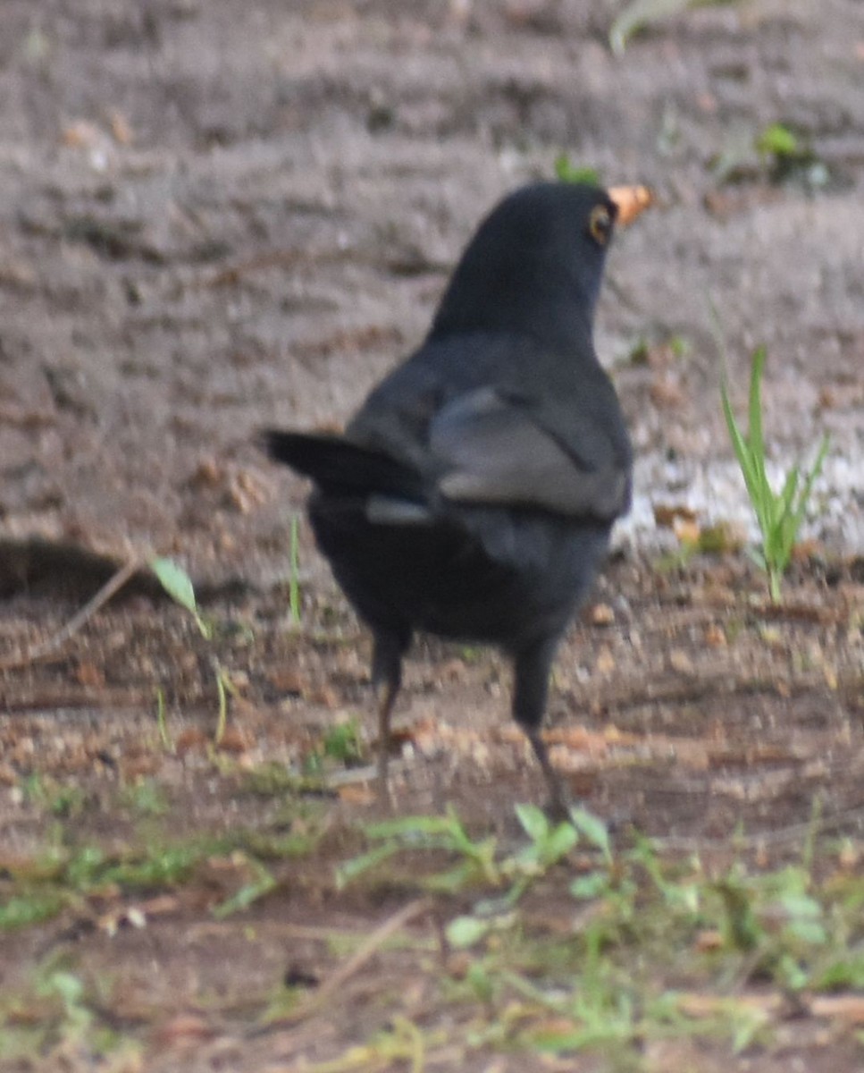 Eurasian Blackbird - ML643127256