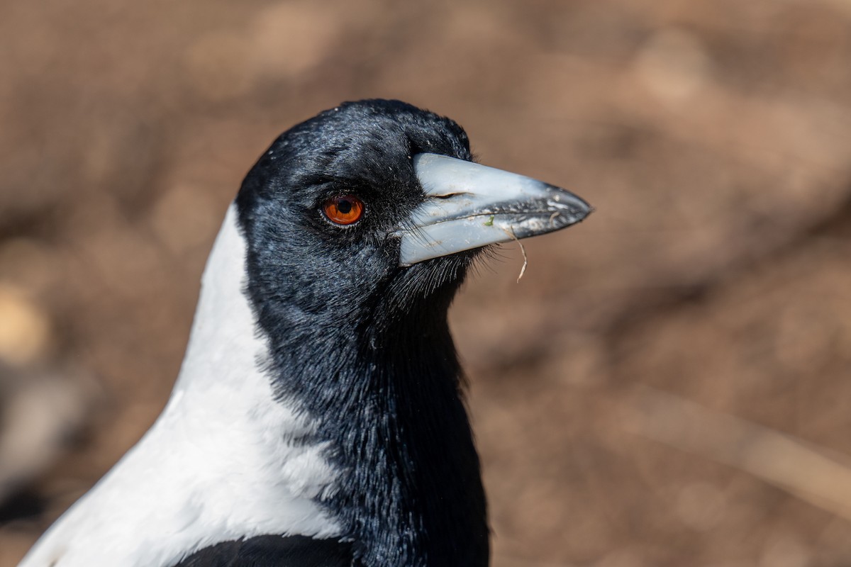 plystreskjære (telonocua/tyrannica) - ML643127269