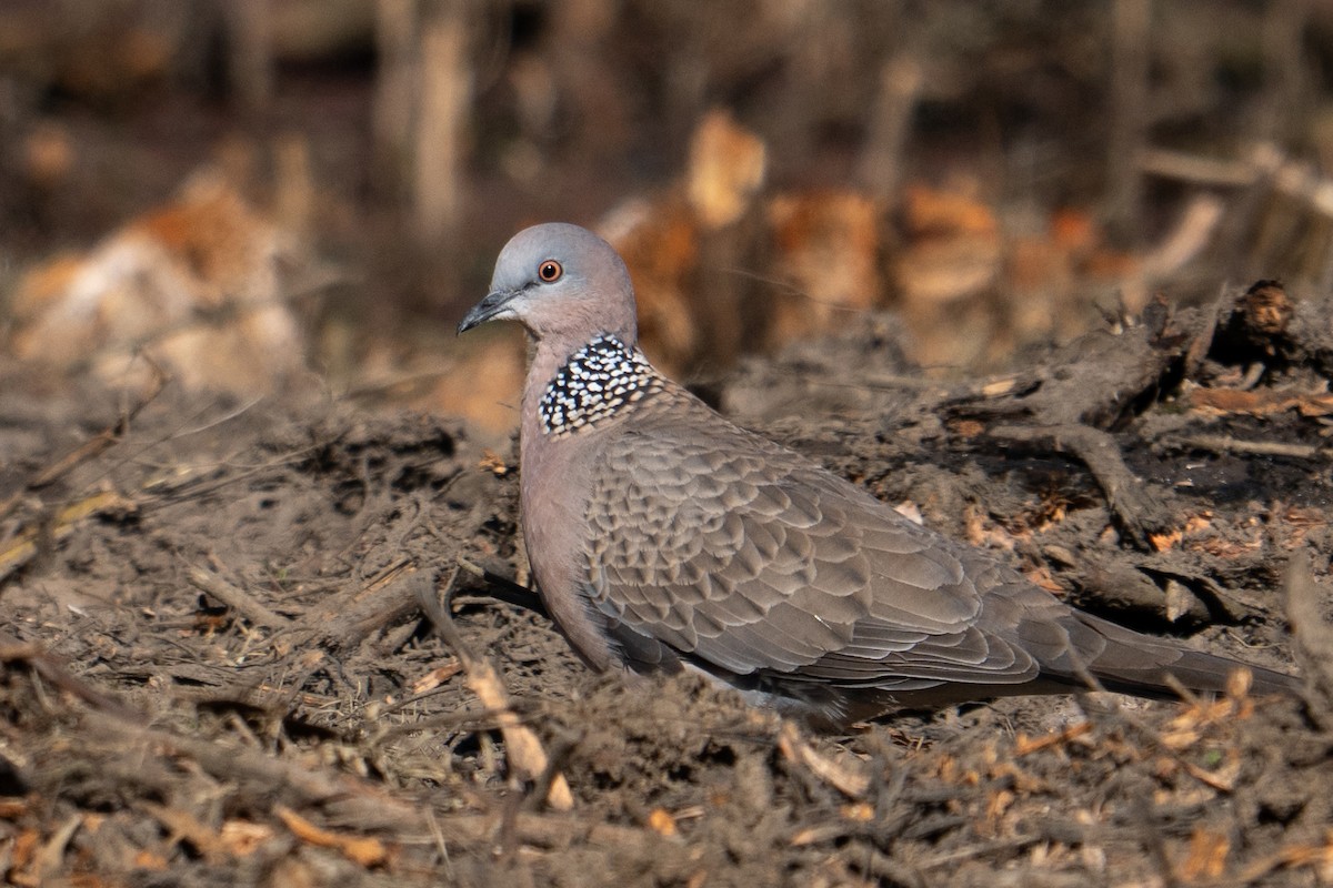 perlekragedue - ML643127273