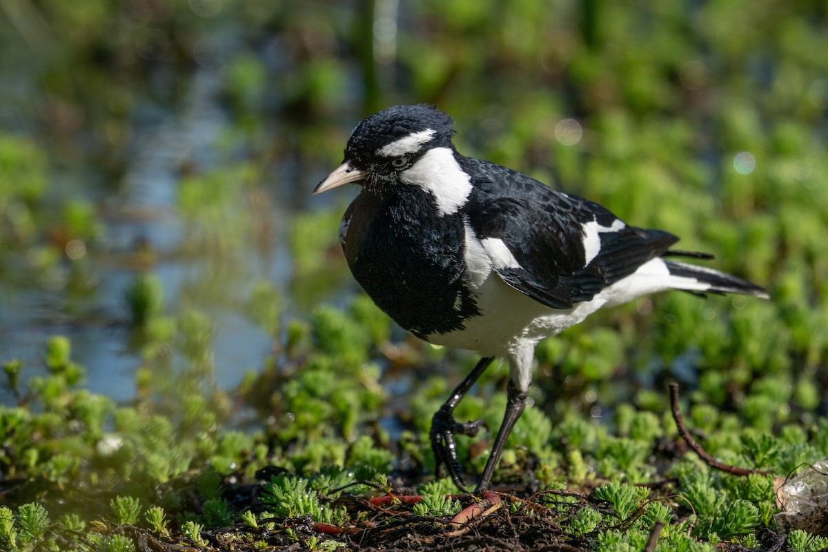 skjærelerke - ML643127279