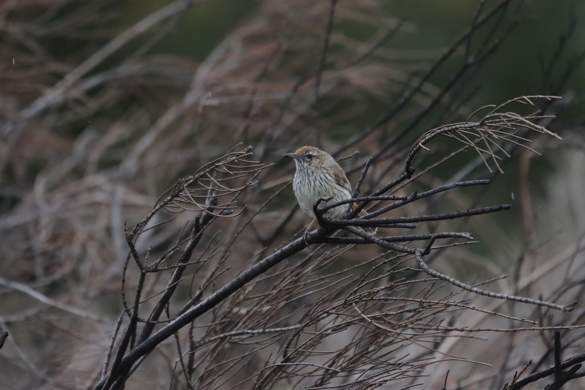 Rufous Fieldwren - ML643127288