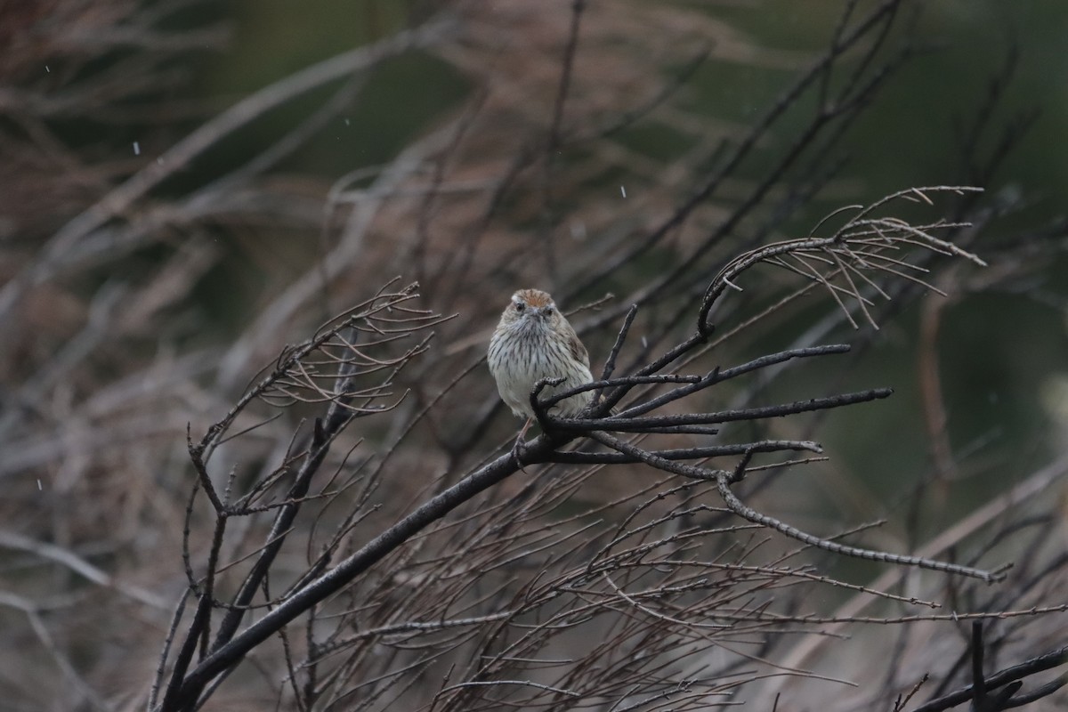 Rufous Fieldwren - ML643127289