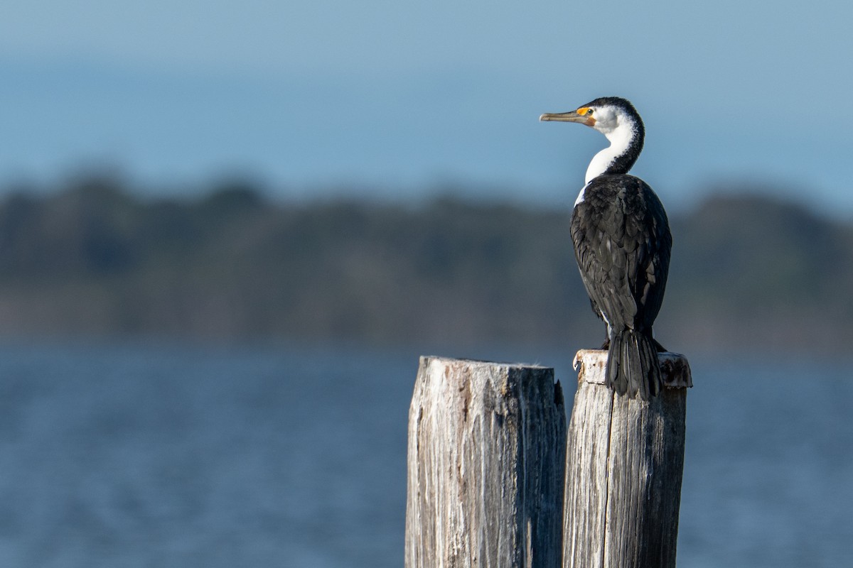 Cormorán Pío - ML643127291