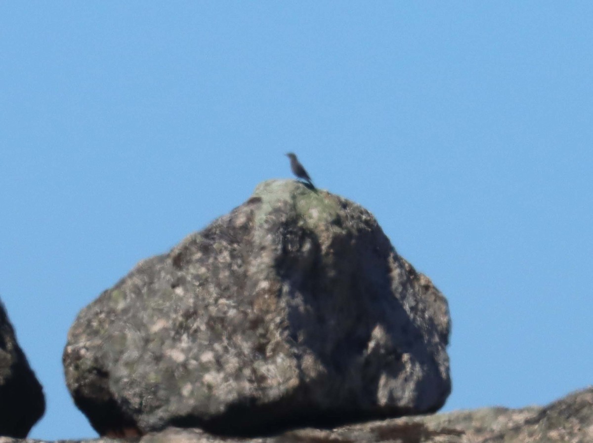 Blue Rock-Thrush - ML643127292