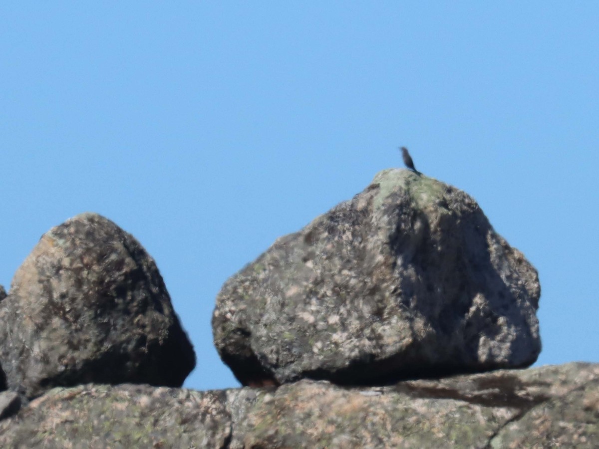 Blue Rock-Thrush - ML643127294