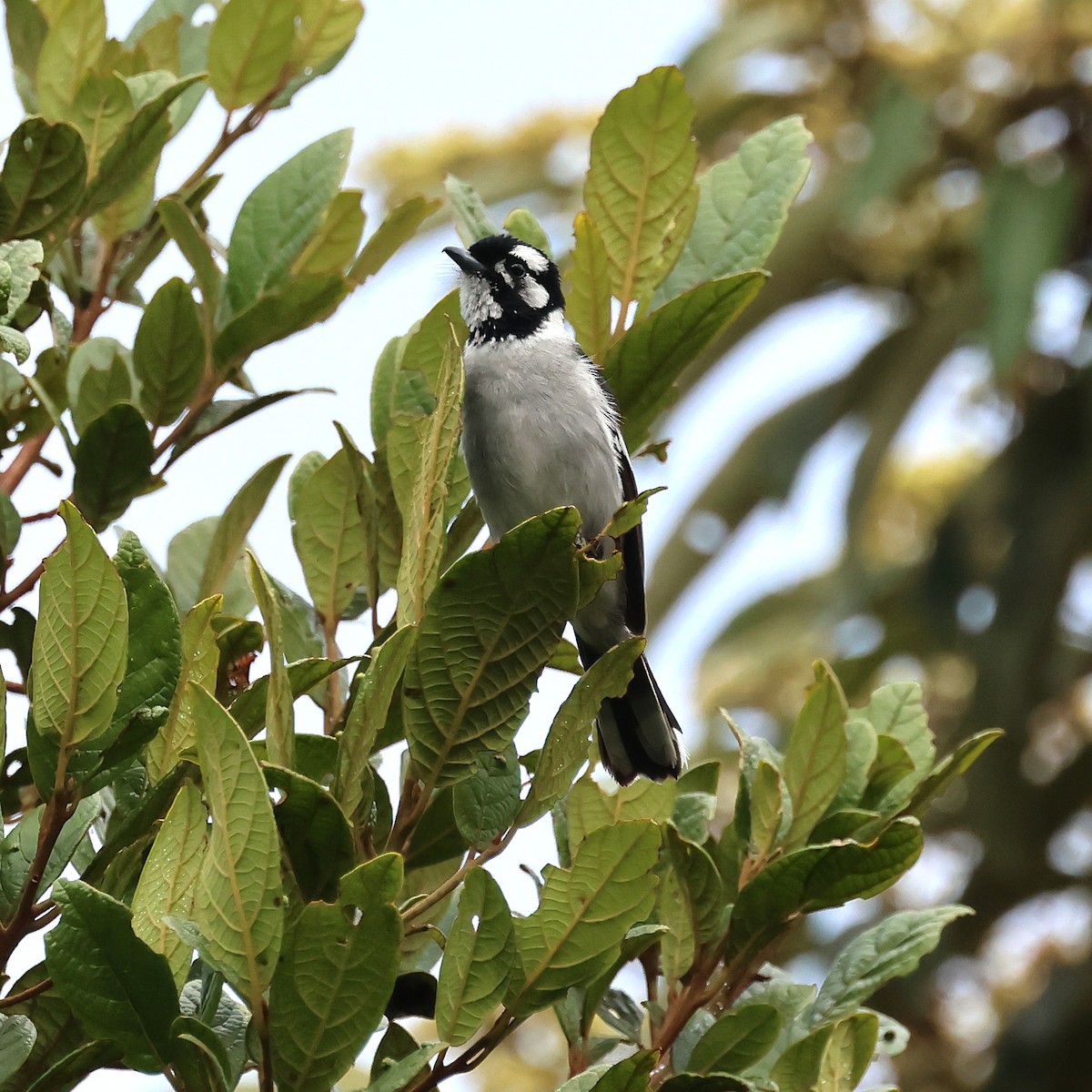 hvitøremonark - ML643127300