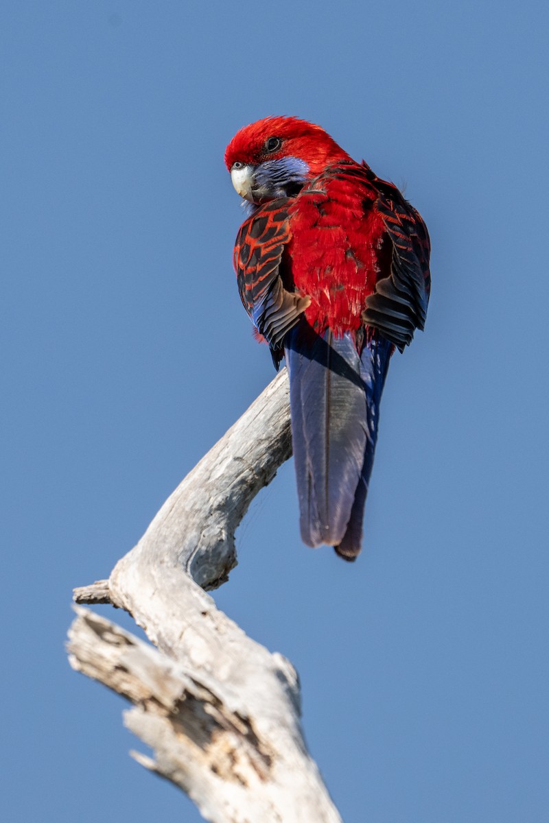 Perico Elegante - ML643127307
