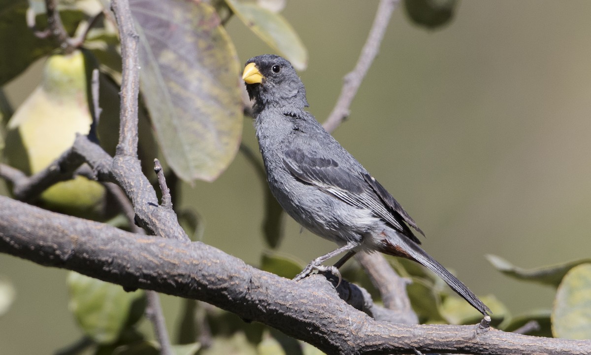 Band-tailed Seedeater - ML64312731