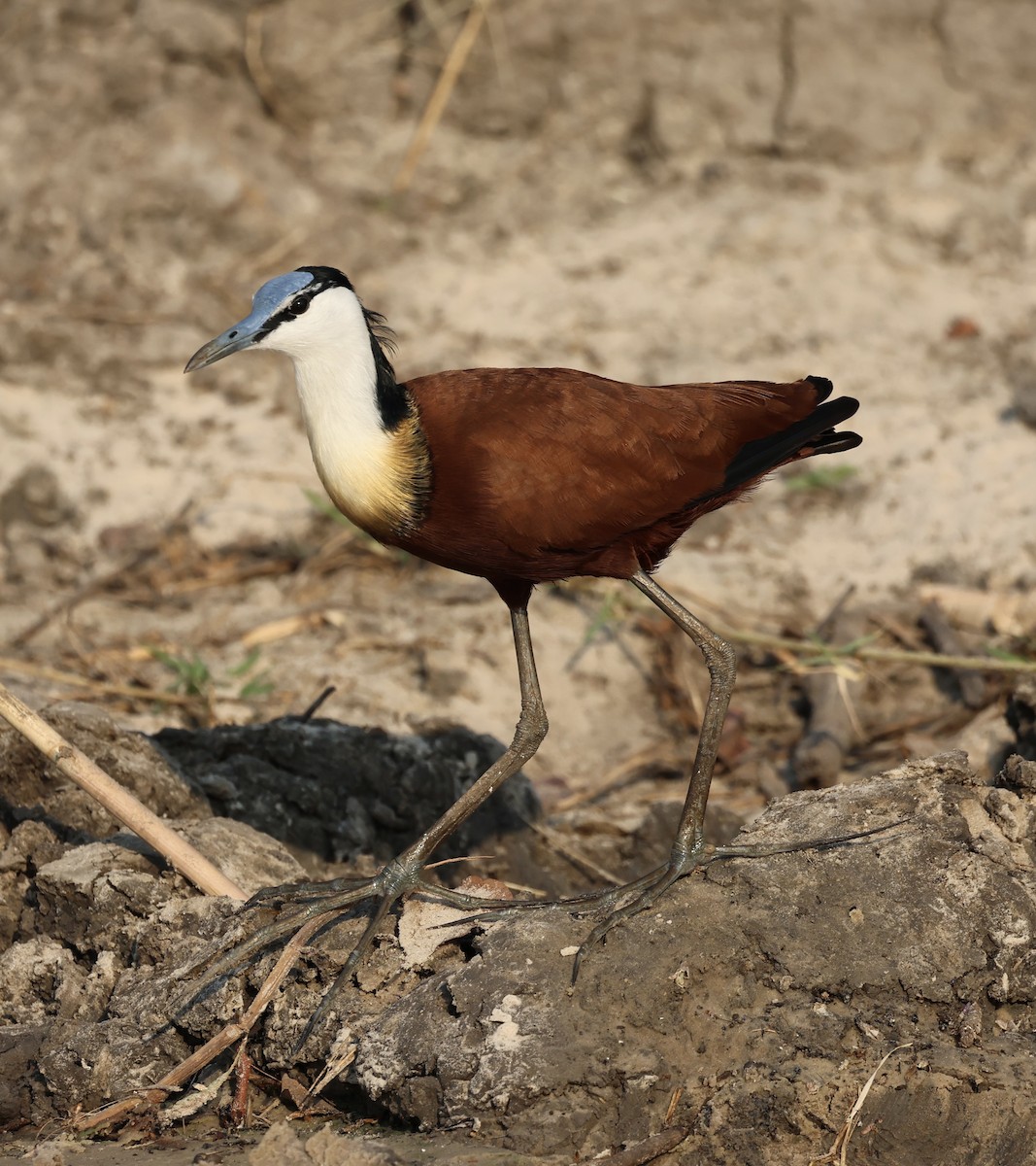アフリカレンカク - ML643127310