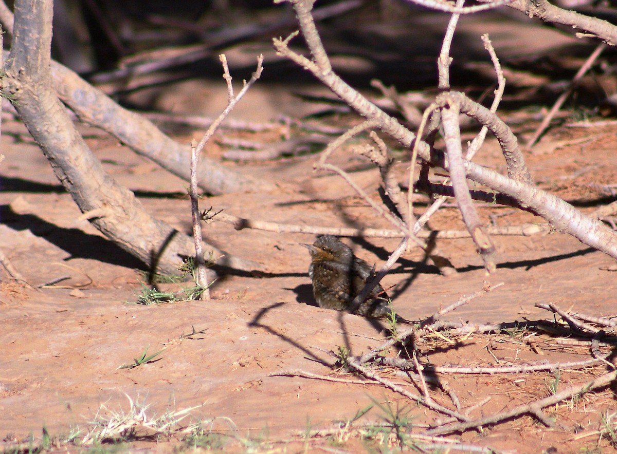 Eurasian Wryneck - ML643127373