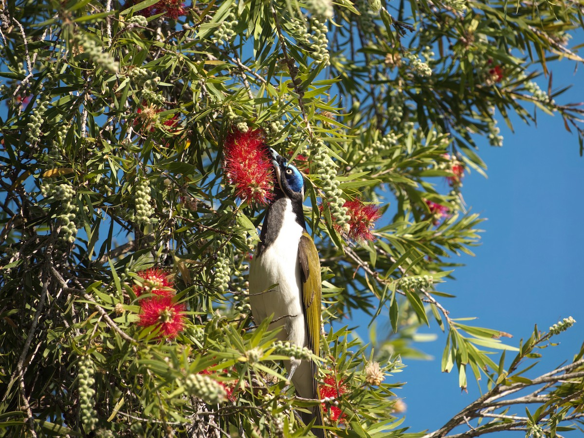 Blue-faced Honeyeater - ML643127382