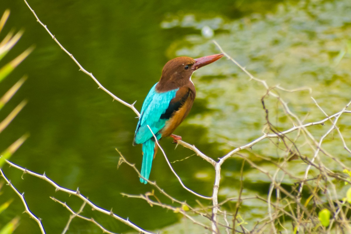 White-throated Kingfisher - ML643127386