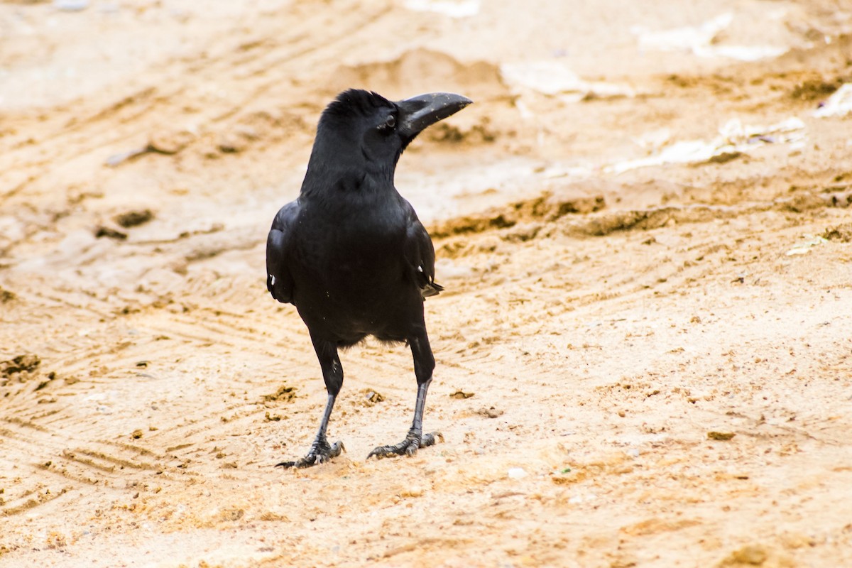 Large-billed Crow - ML643127416