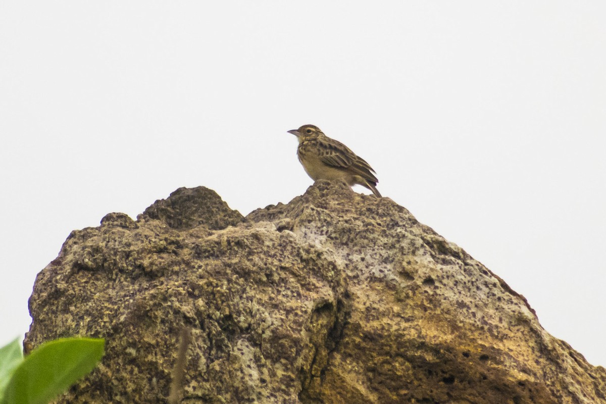 Jerdon's Bushlark - ML643127426