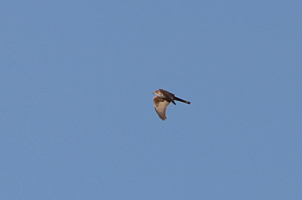 Brown Goshawk - ML643127428