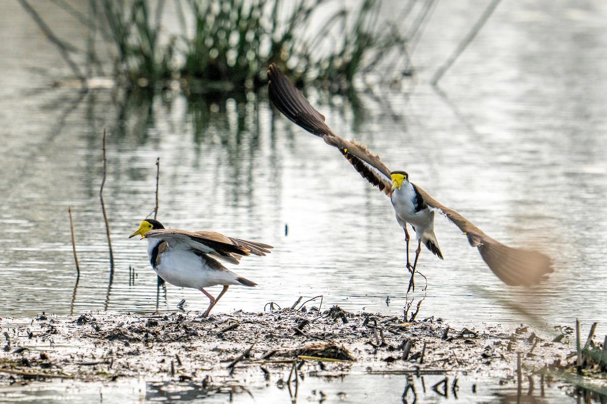 Masked Lapwing - ML643127432