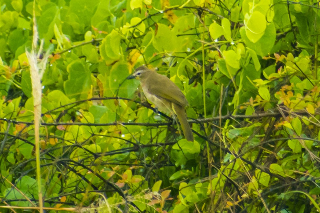 White-browed Bulbul - ML643127443