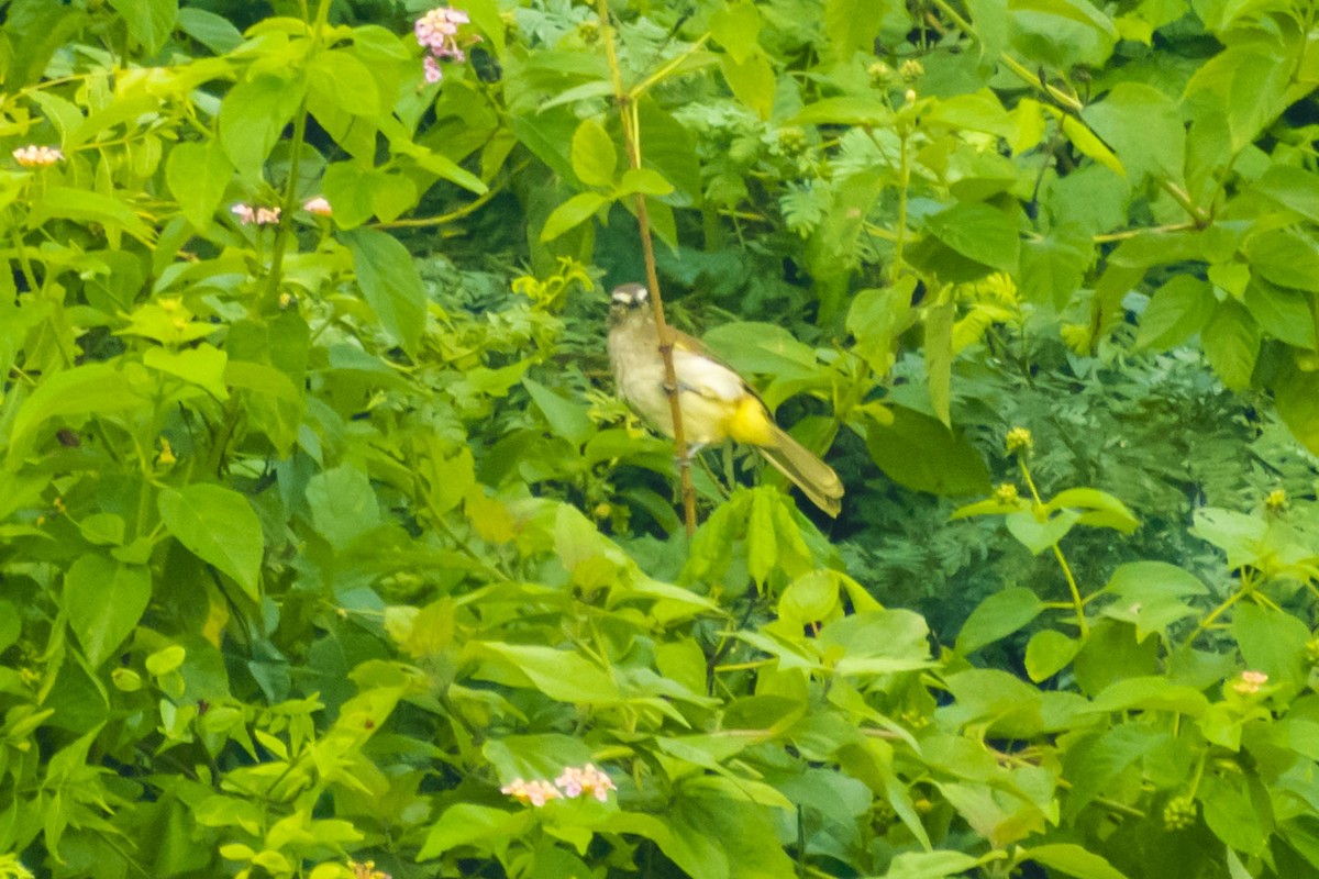 White-browed Bulbul - ML643127444