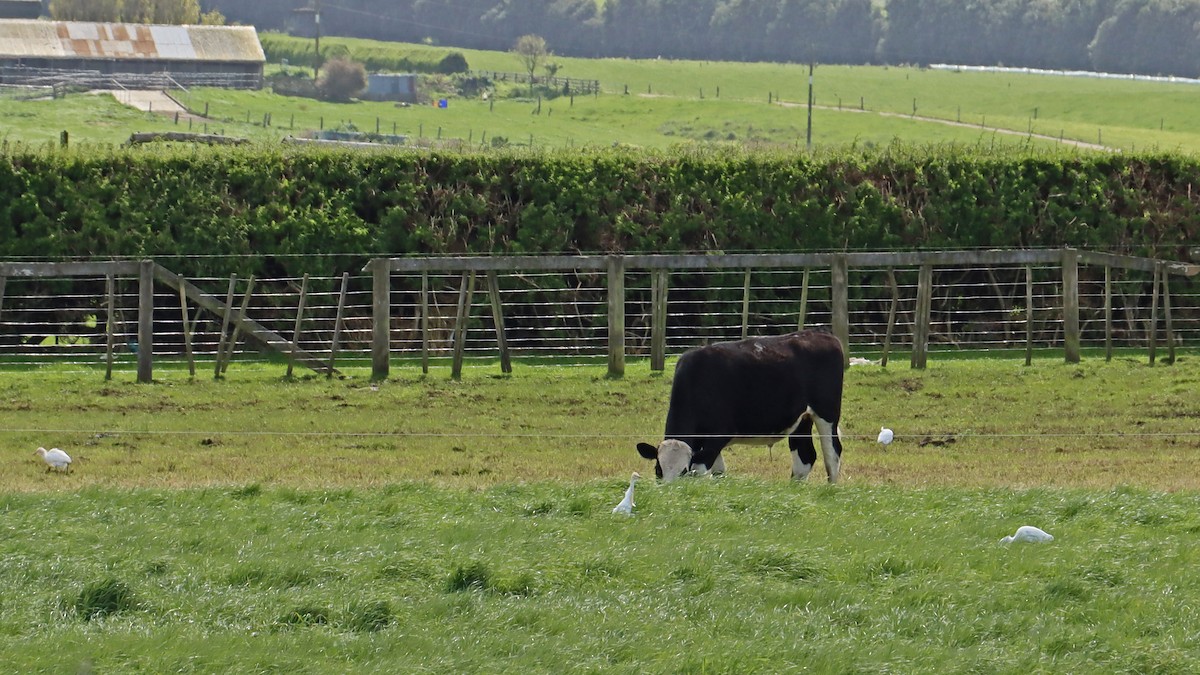 volavka dobytčí - ML643127448