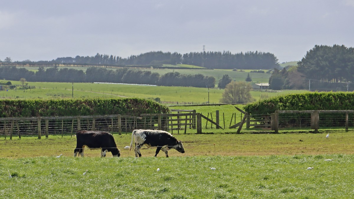 volavka dobytčí - ML643127449