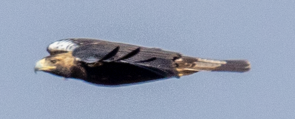 Spanish Eagle - ML643127469