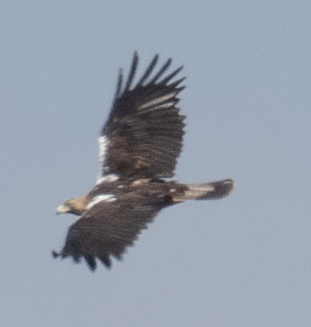 Spanish Eagle - ML643127471