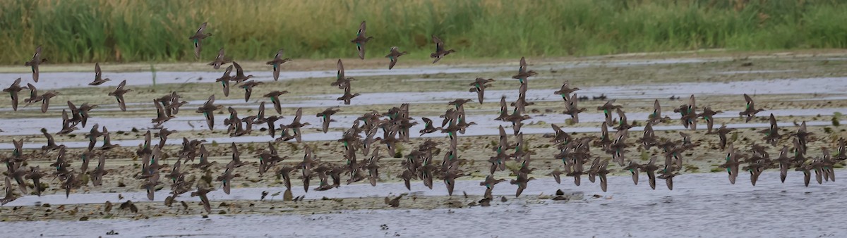 Green-winged Teal - ML643127482
