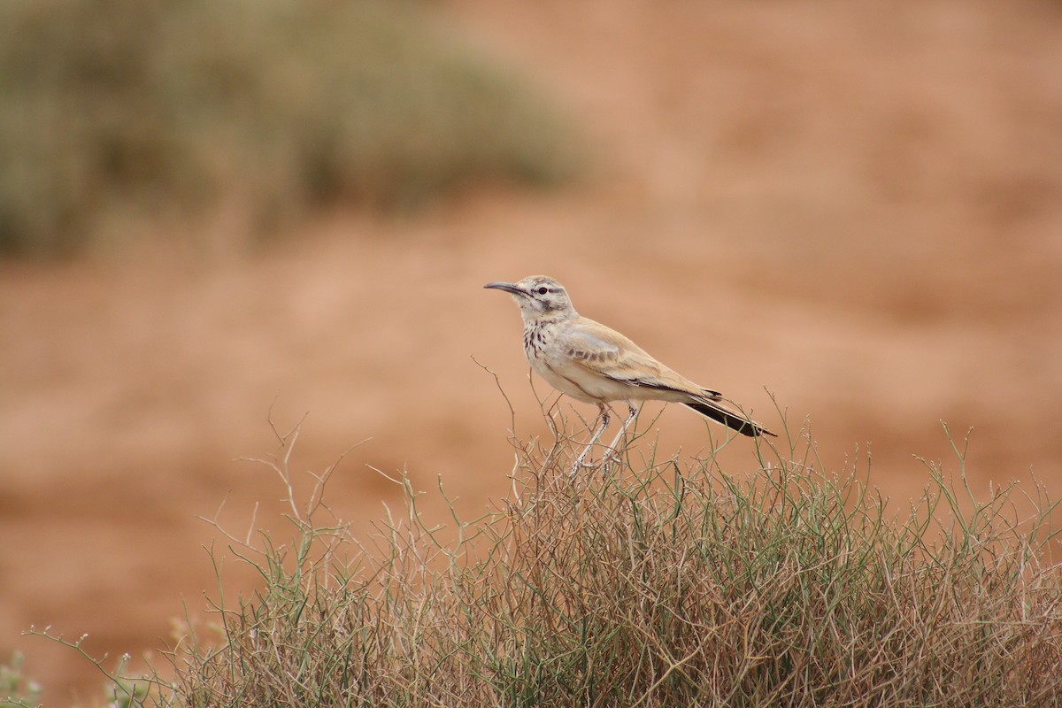Greater Hoopoe-Lark - ML643127483