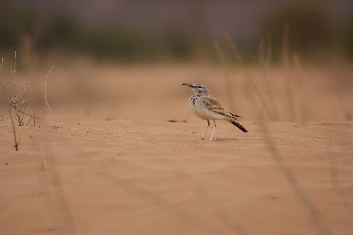 Greater Hoopoe-Lark - ML643127484