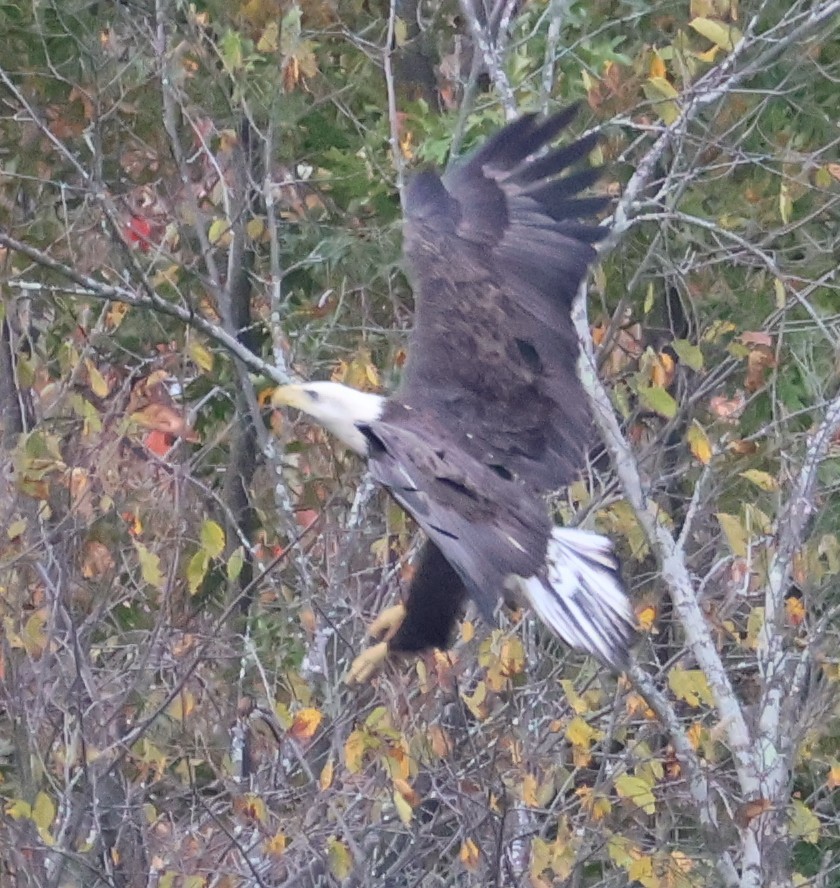 Bald Eagle - ML643127492
