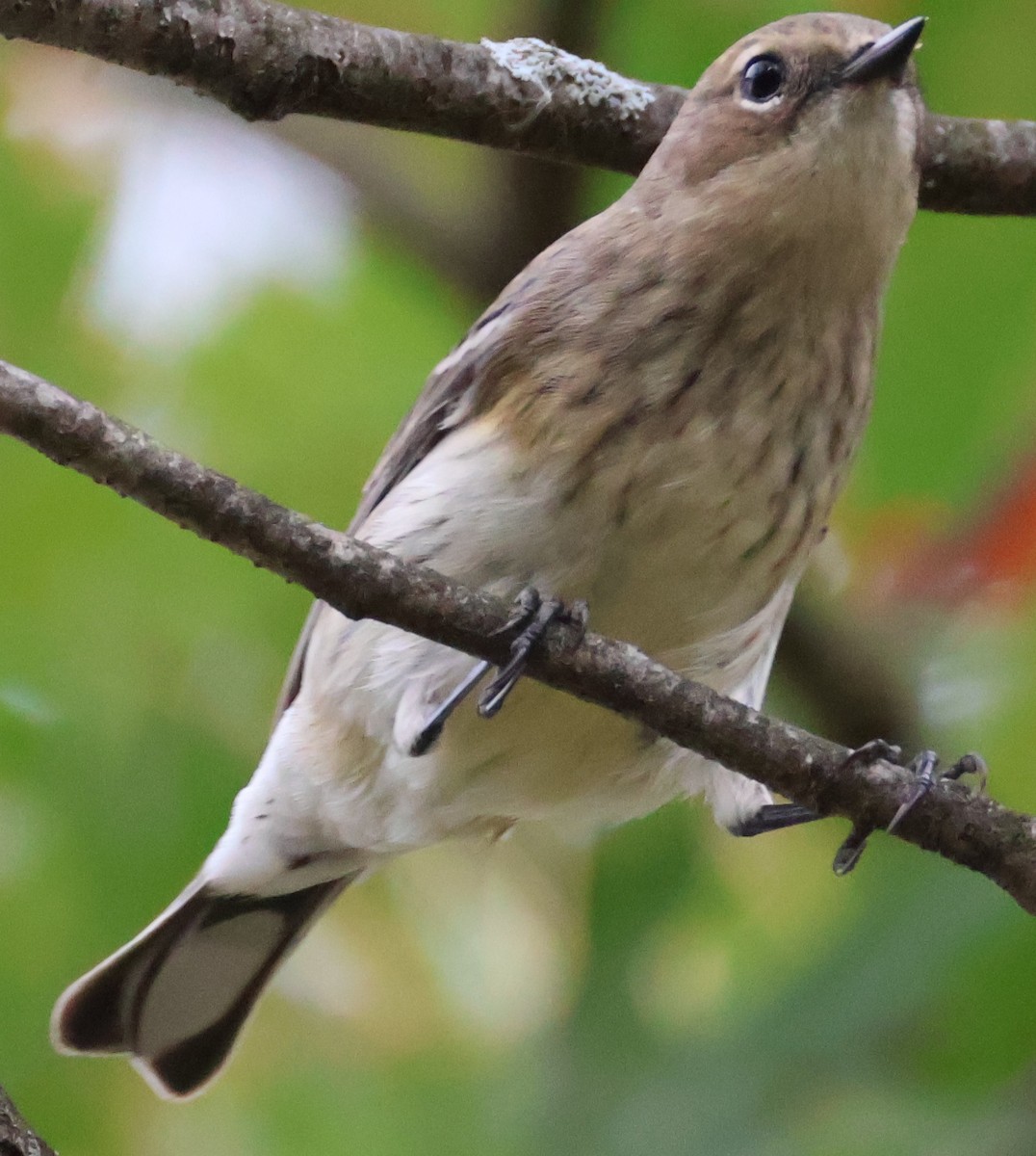 Yellow-rumped Warbler - ML643127496
