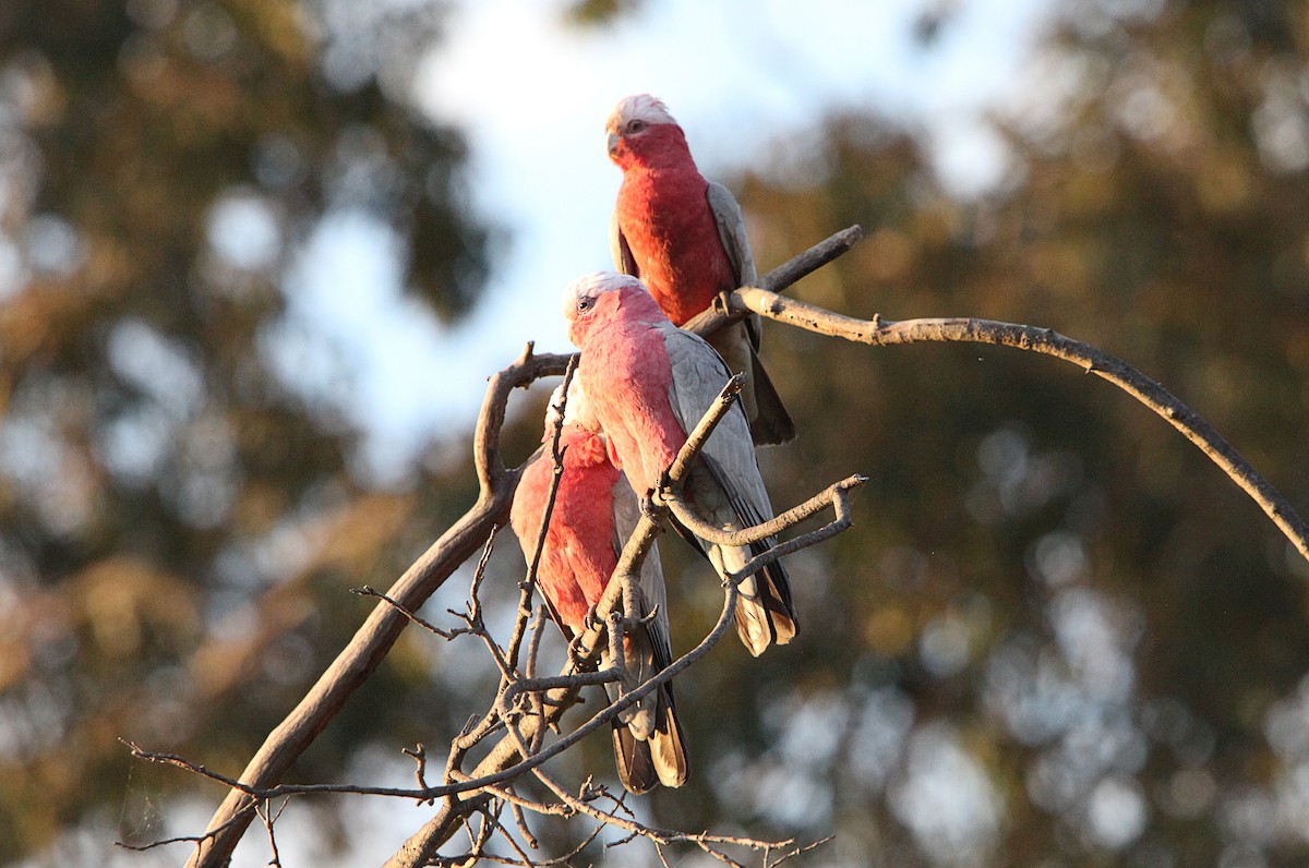 Galah - ML643127498