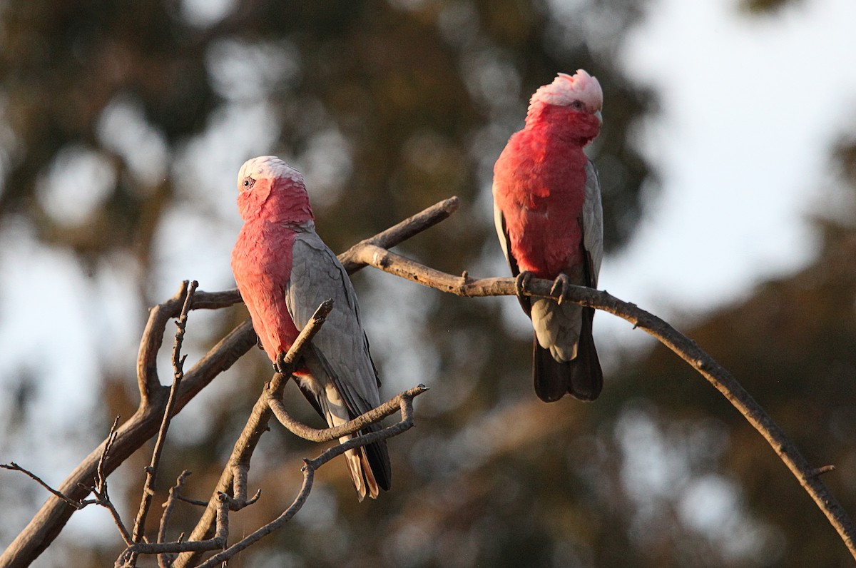 Galah - ML643127499