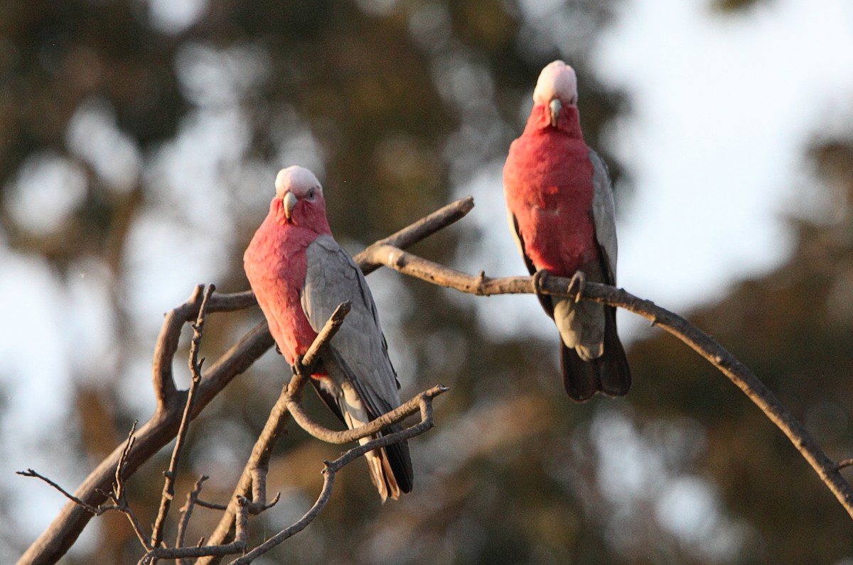 Galah - ML643127500