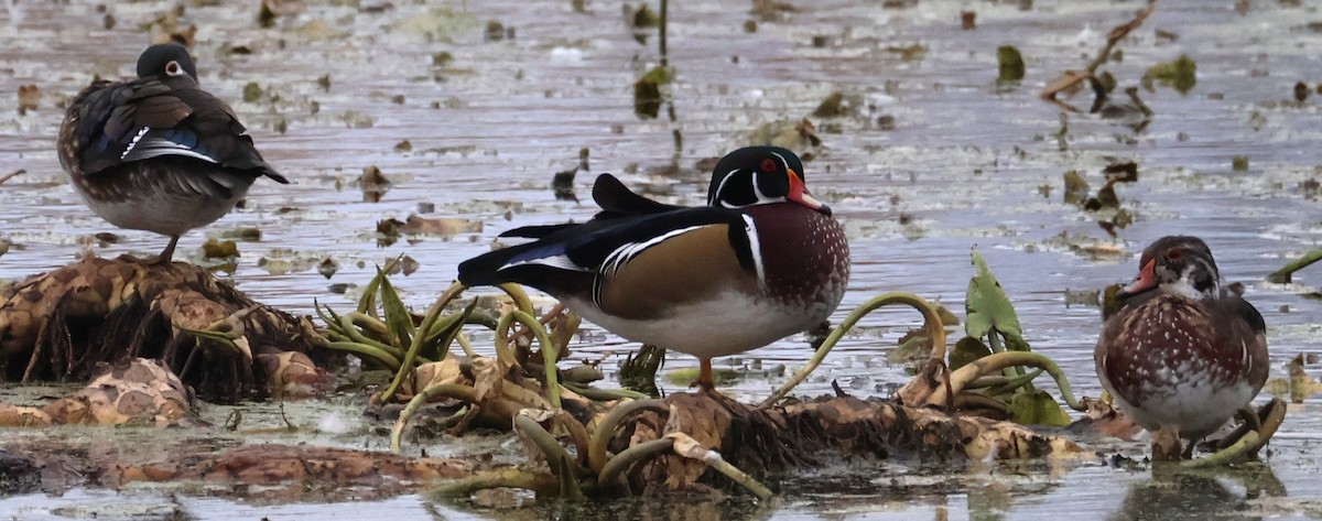 Wood Duck - ML643127501