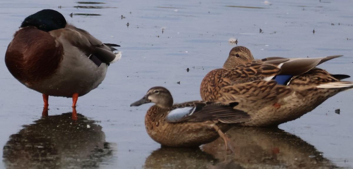 Blue-winged Teal - ML643127508